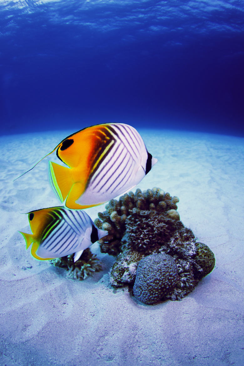 トゲチョウチョウウオ