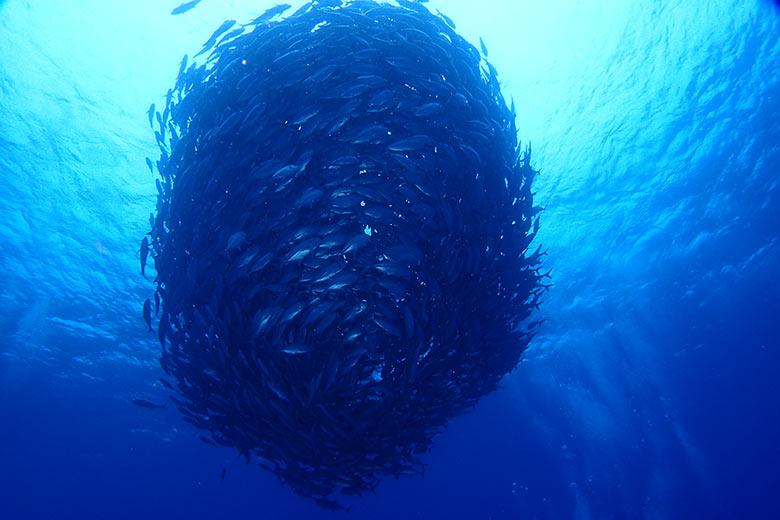 ˜ダイビングツアー