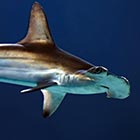 ハンマーヘッドシャーク