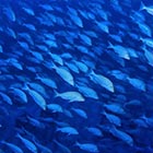 ハマフエフキ（タマン）の群れ