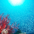 スカシテングダイ