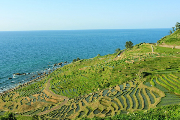 白米千枚田