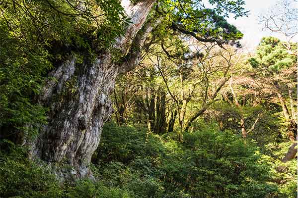屋久島・縄文杉
