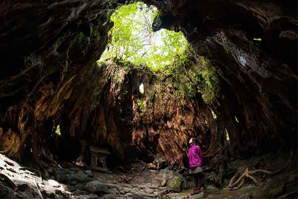 屋久島・縄文杉