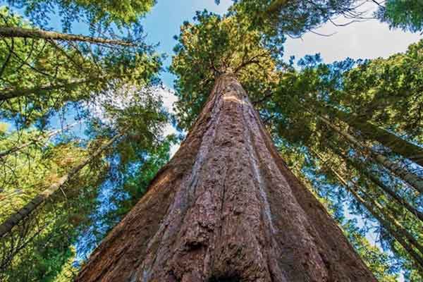 ヨセミテ、レッドウッド、オリンピック国立公園