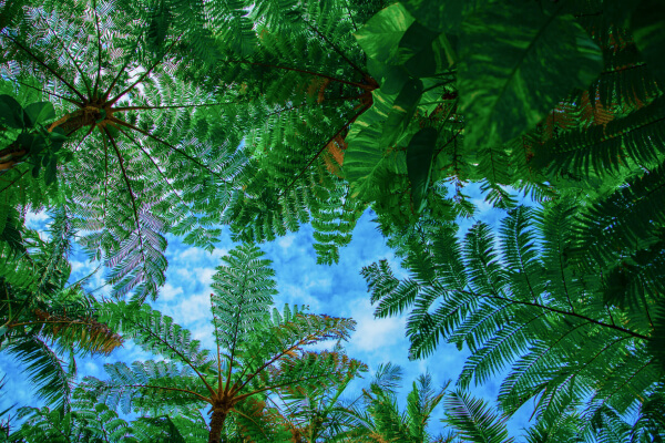 奄美大島、徳之島、沖縄島北部及び西表島