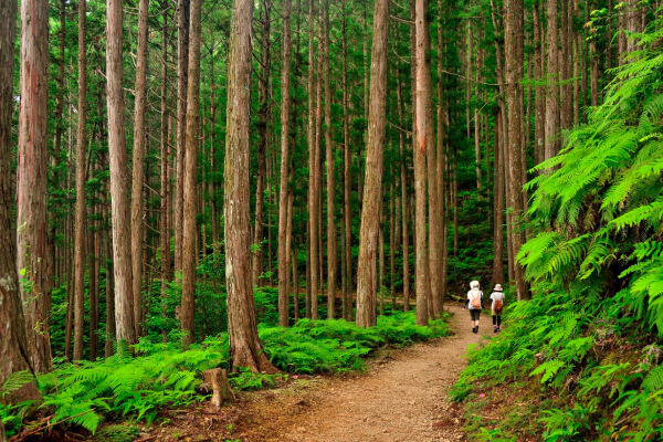 紀伊山地の霊場と参詣道