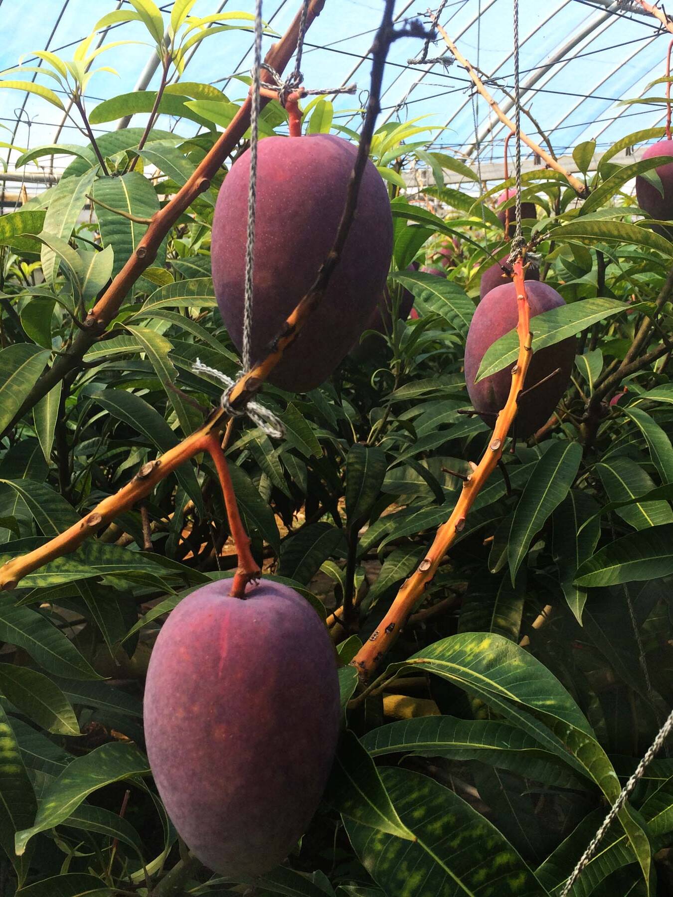 沖永良部島 南国フルーツ