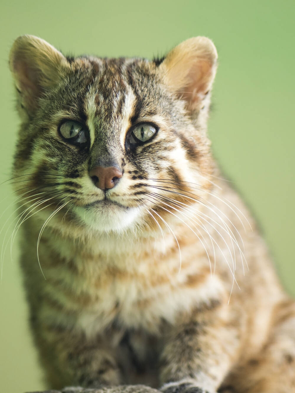 ツシマヤマネコ