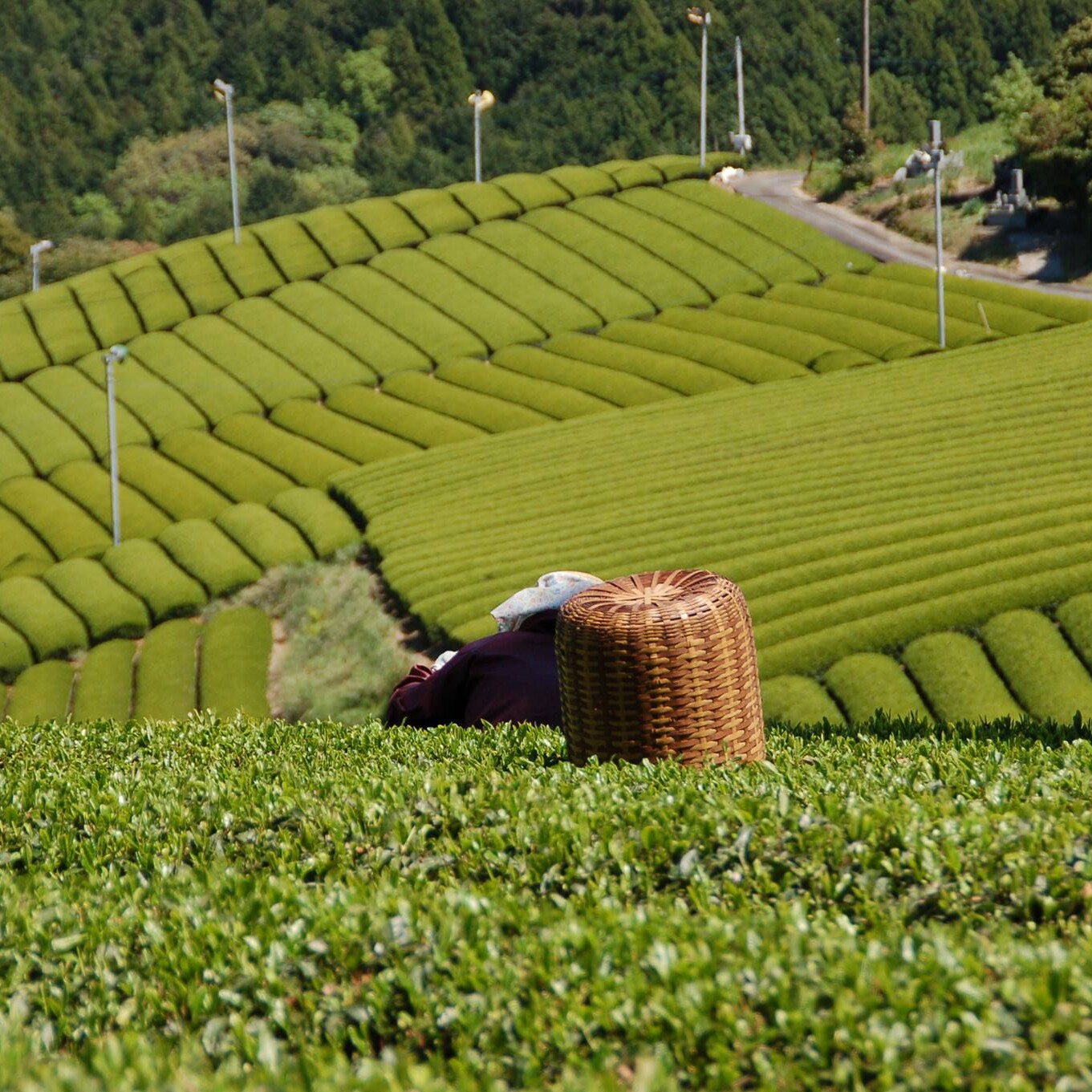 静岡 体験型古民家宿 旅ノ舎 茶畑