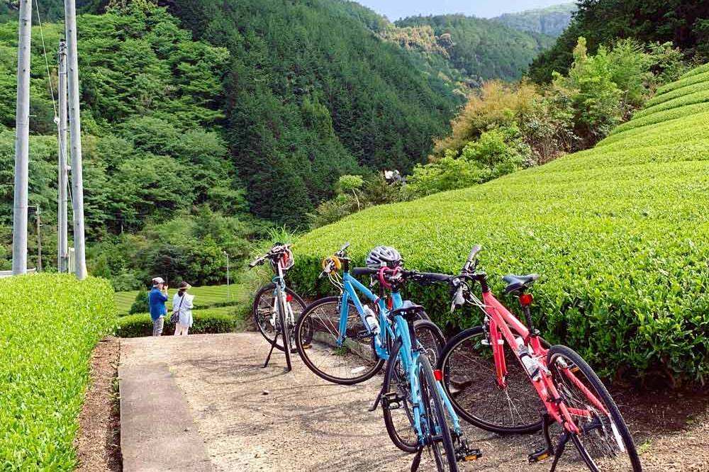 静岡茶農家体験＋クロスバイクツアー