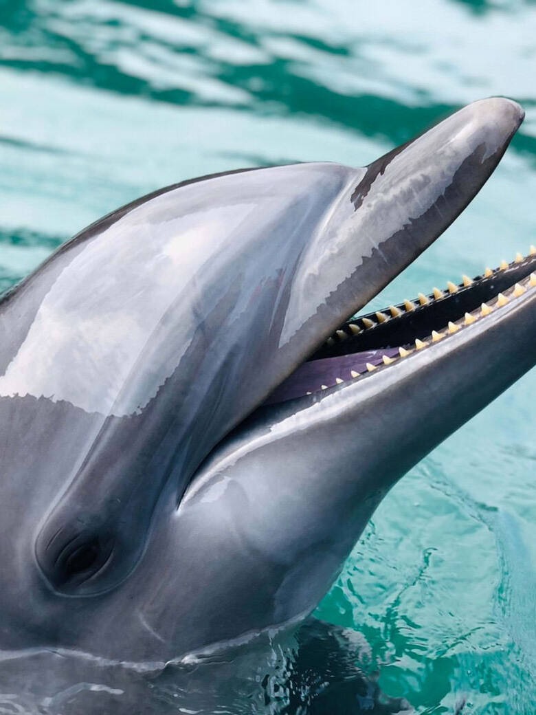 イルカパーク＆リゾート