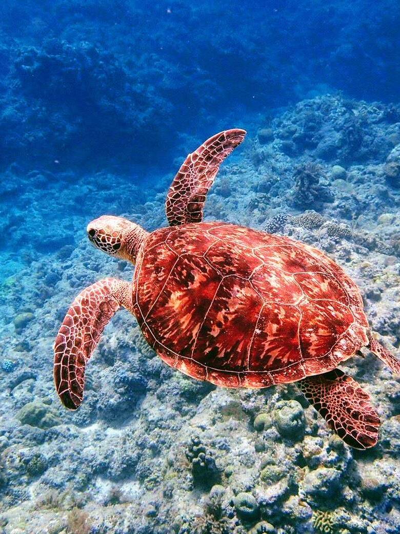 ウミガメシュノーケリング