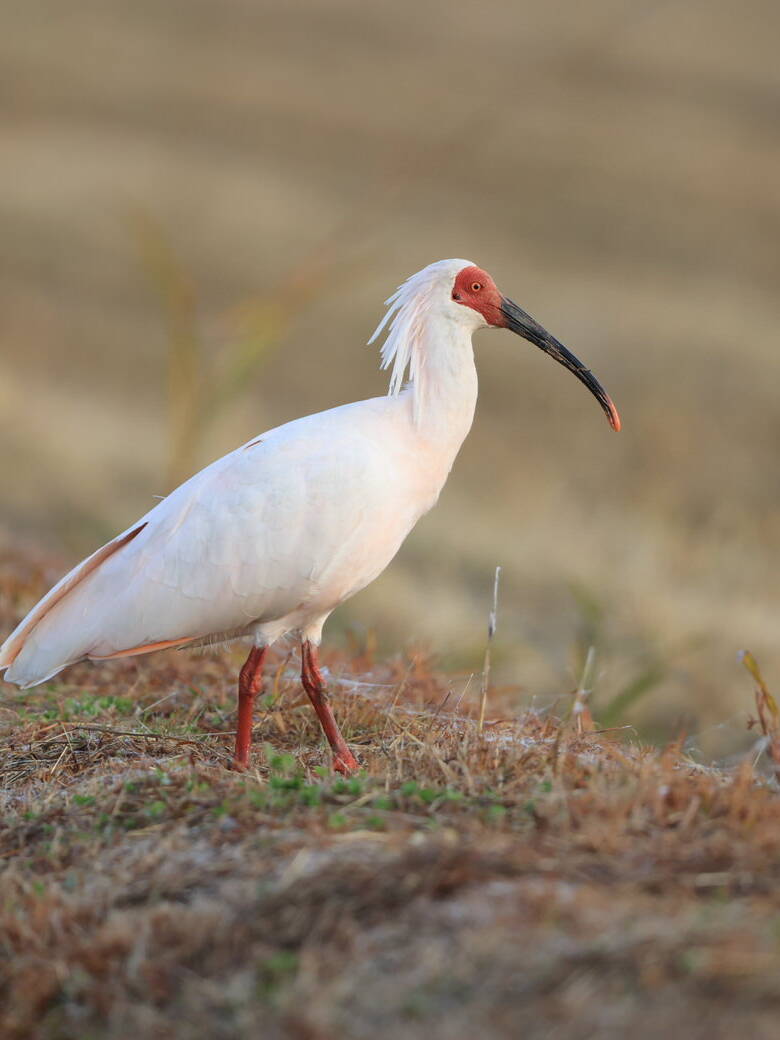 天然記念物 トキ