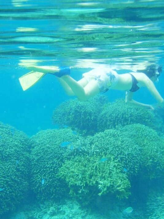 赤崎サンゴの森