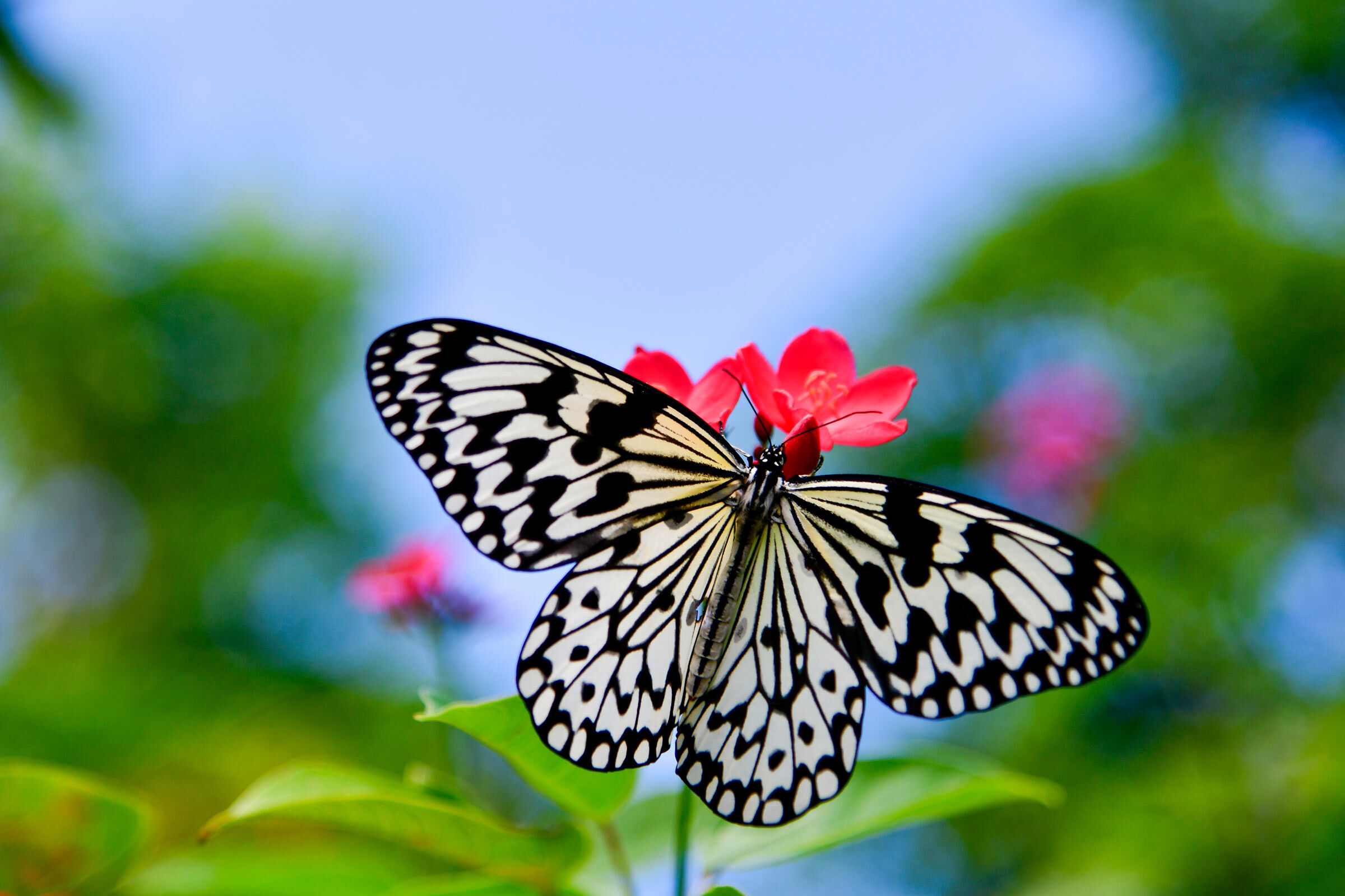 奄美群島・喜界島
