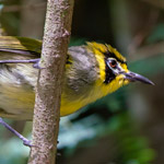 母島の固有種 ハハジマメグロ Ⓒ小笠原母島観光協会