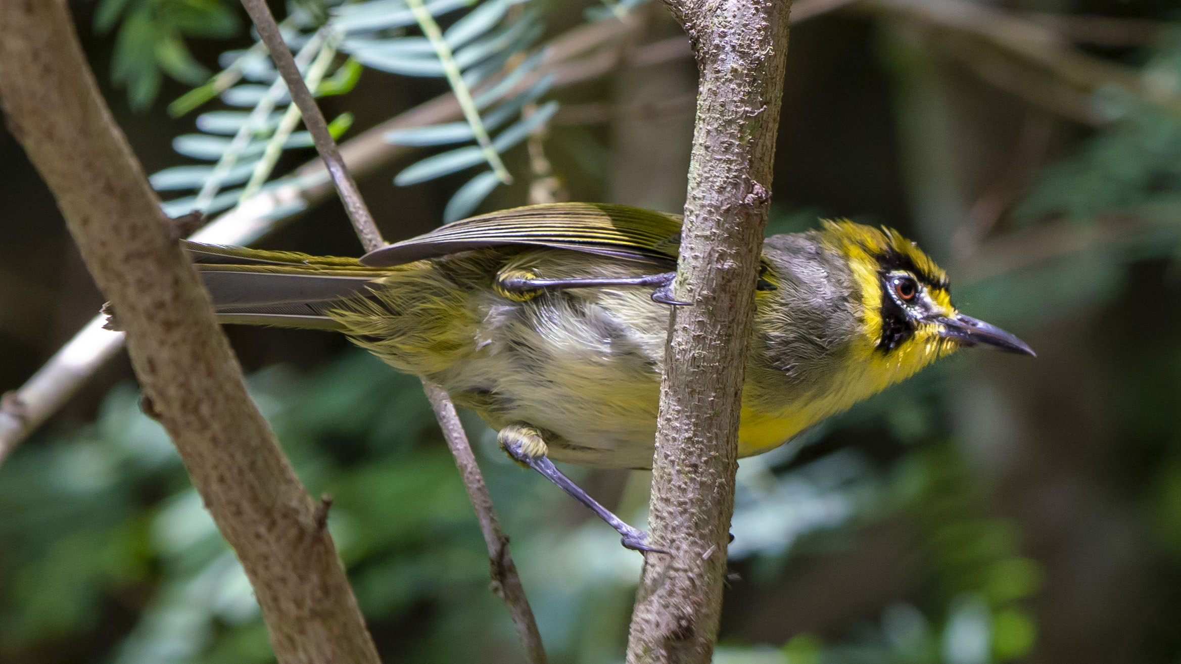 母島の固有種 ハハジマメグロ Ⓒ小笠原母島観光協会