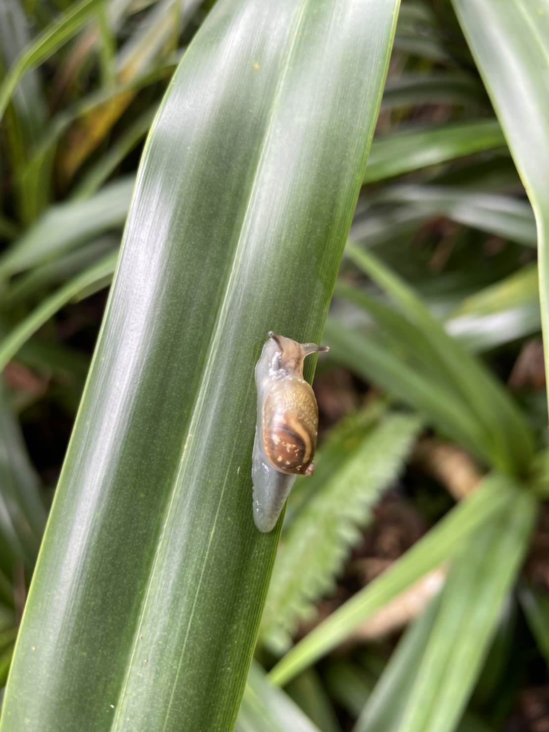 オガサワラオカモノアラガイ