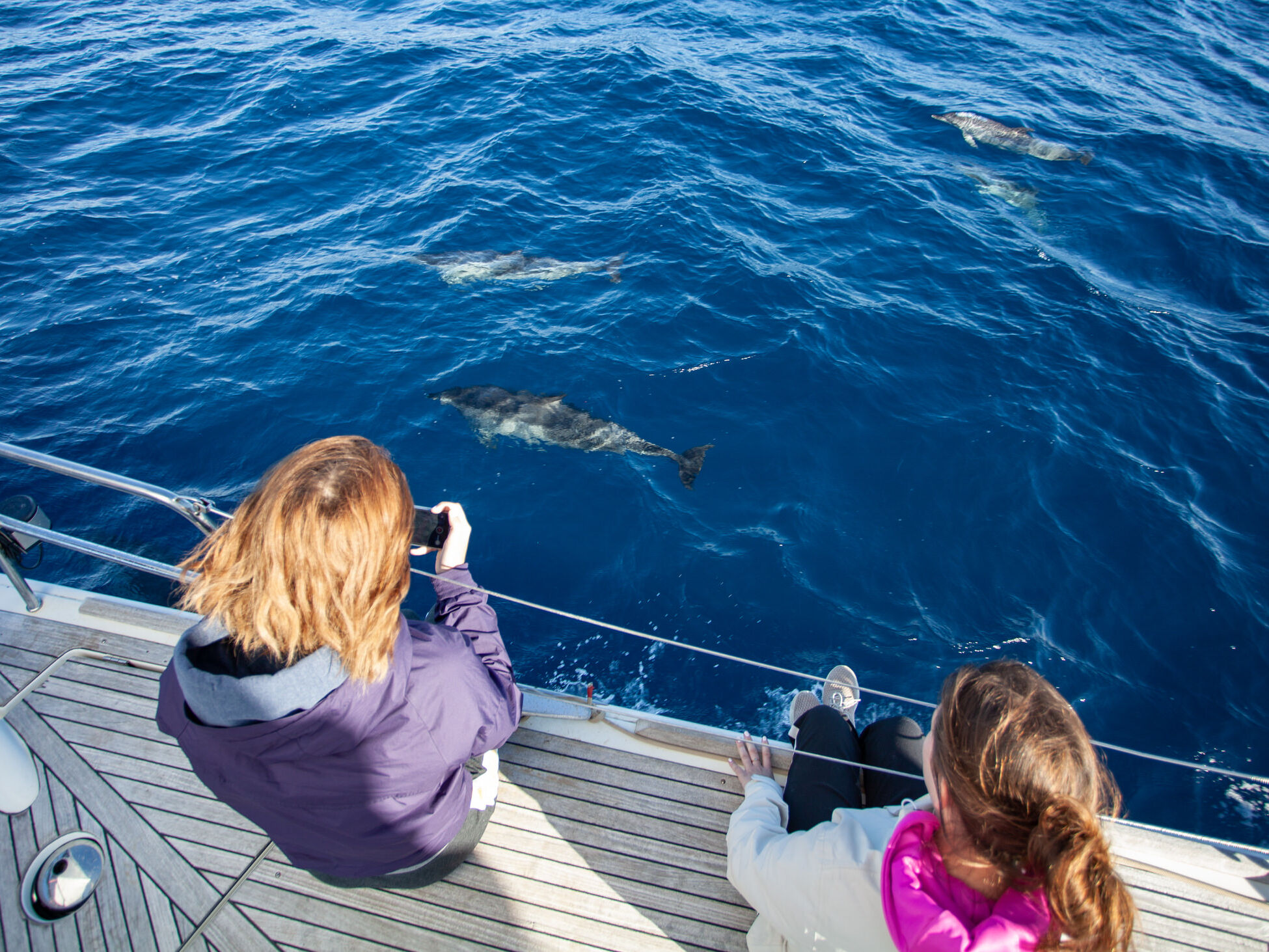 想像以上のイルカの数‼