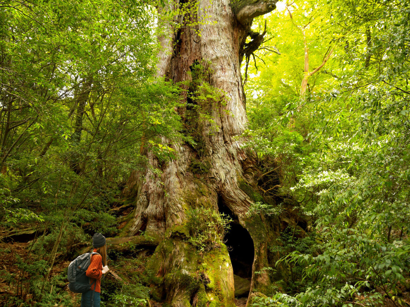 今でも、あの、森の景色の感動が忘れられません。行って良かった! 屋久島! 屋久杉!