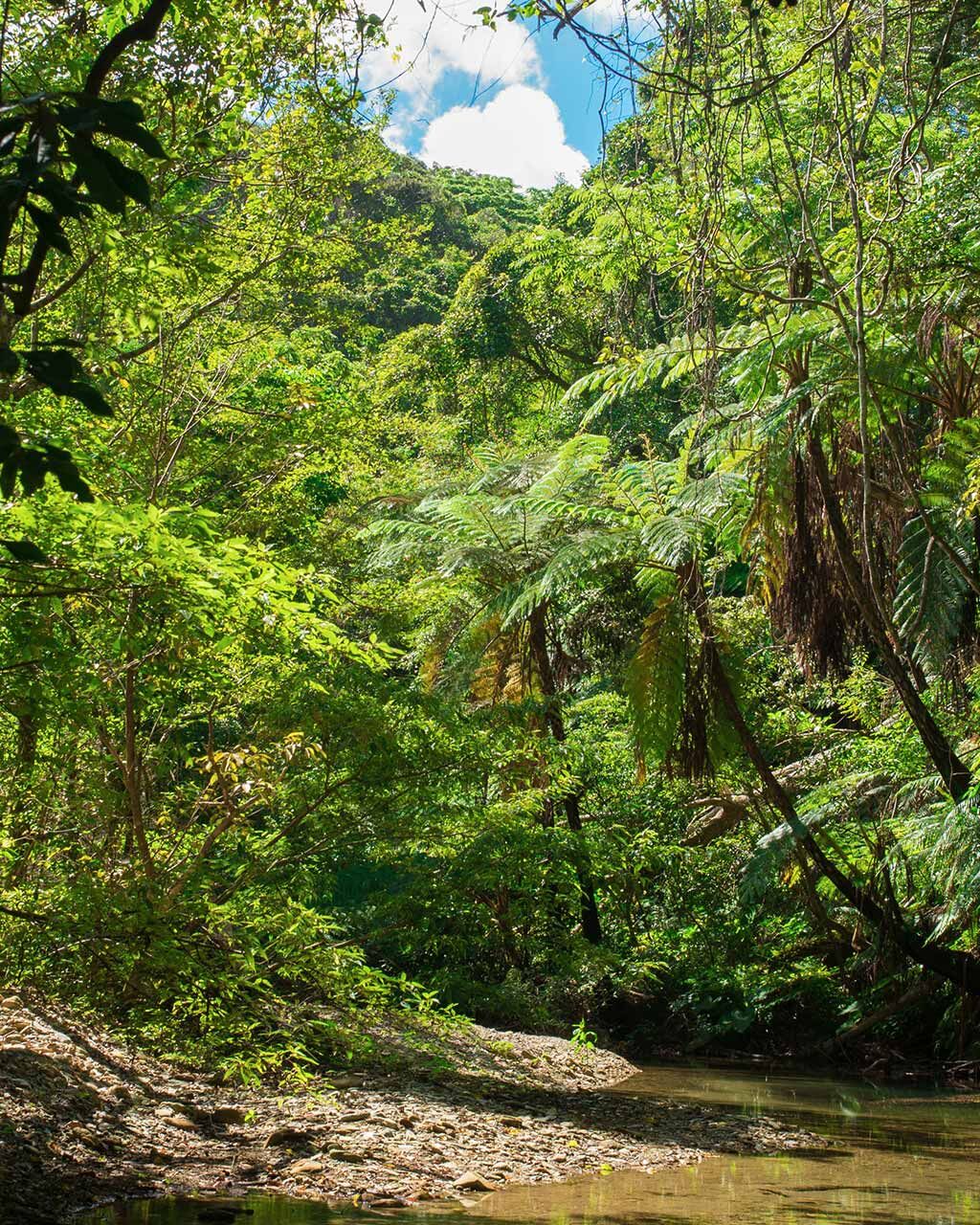 沖縄やんばるトレッキングツアー
