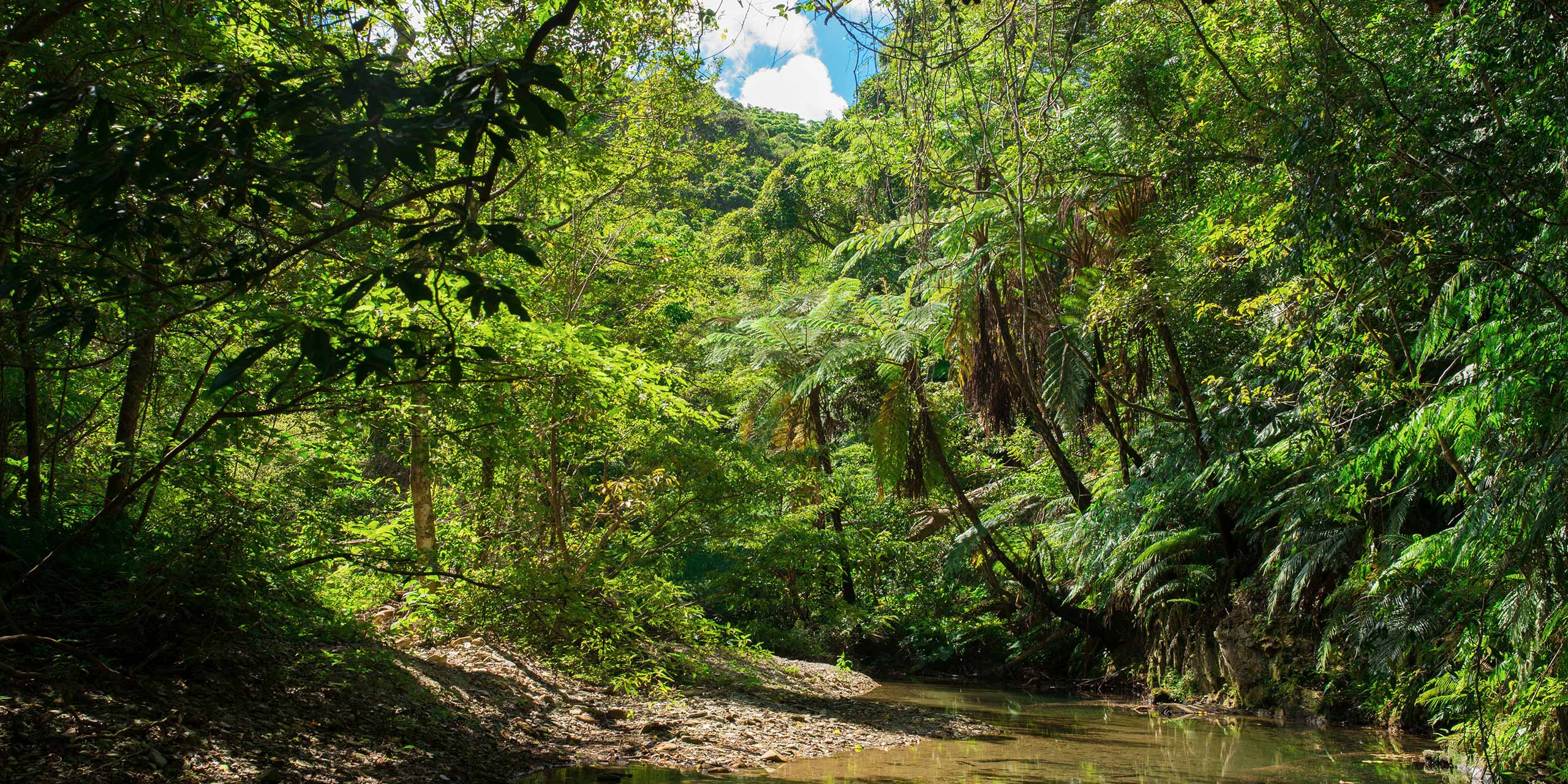 沖縄やんばるトレッキングツアー