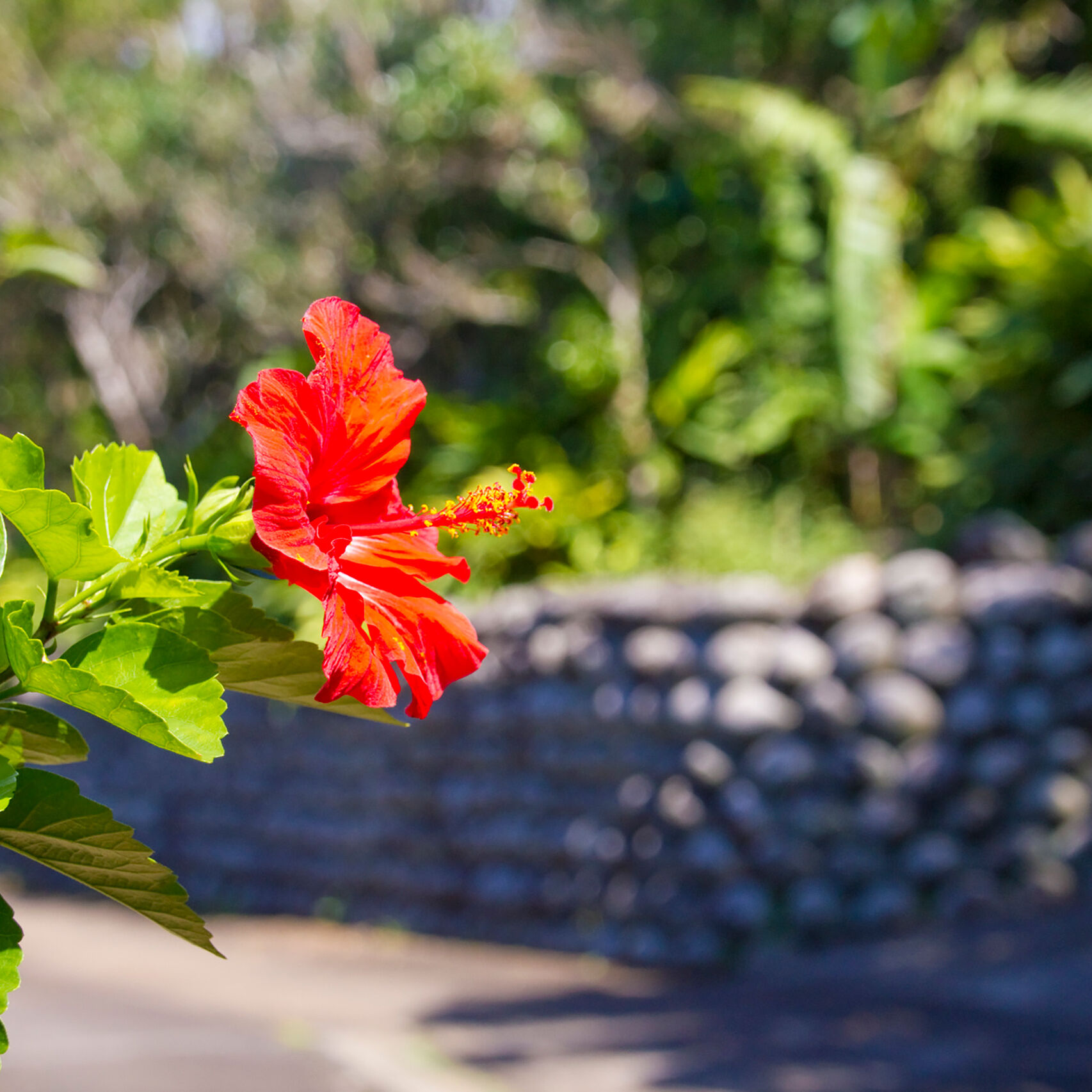 八丈島　玉石垣