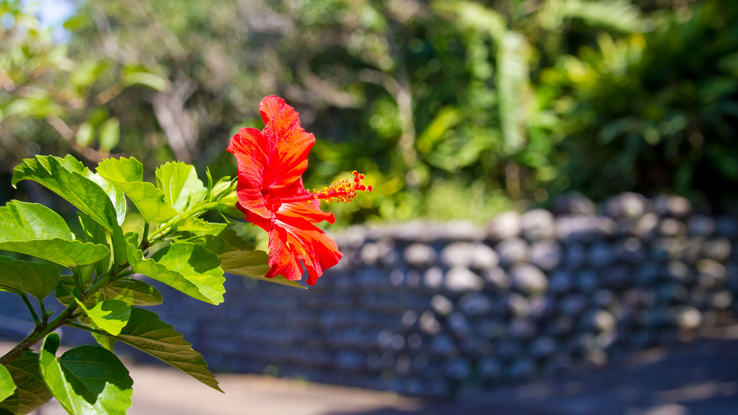 八丈島　玉石垣