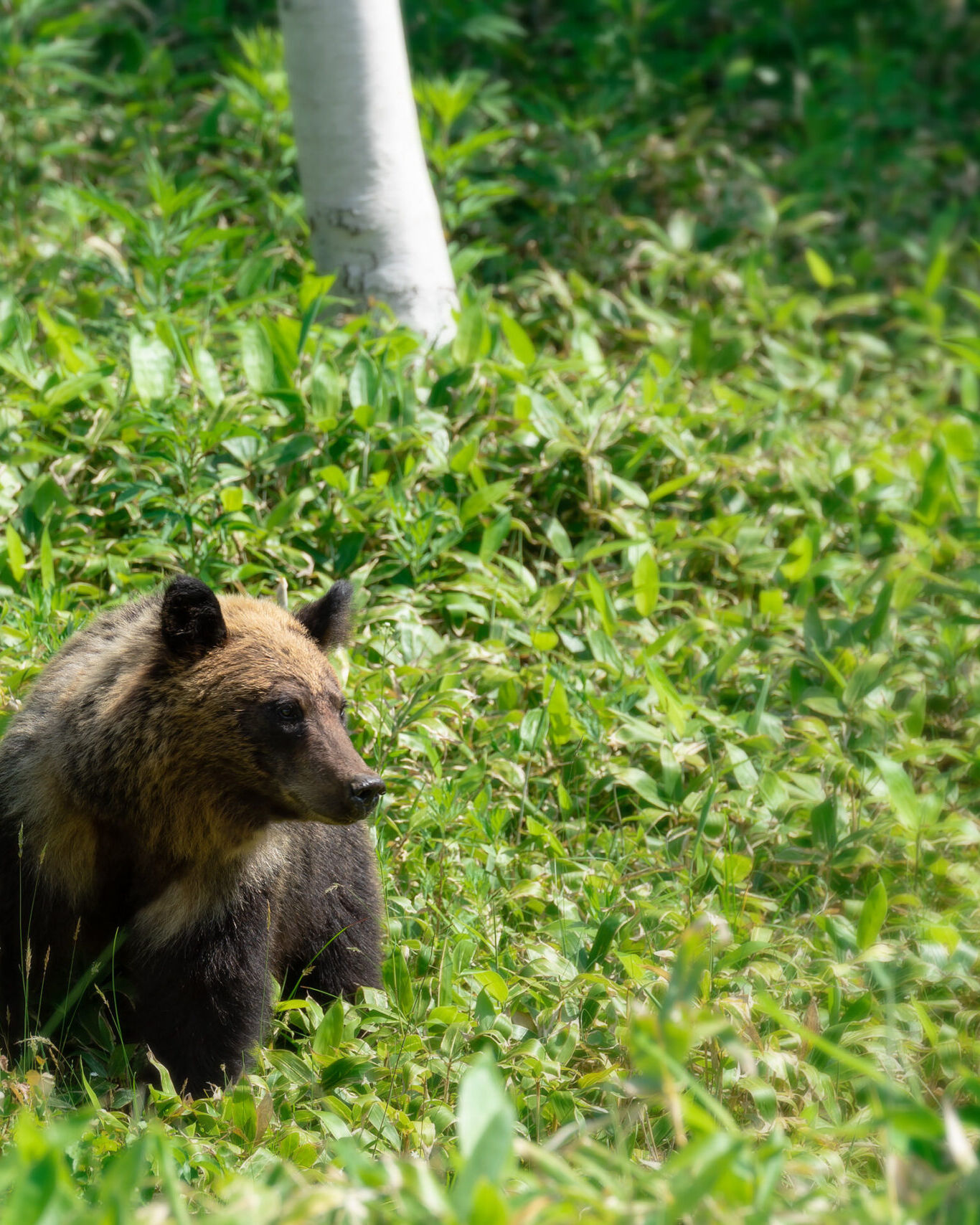 知床のエゾヒグマ