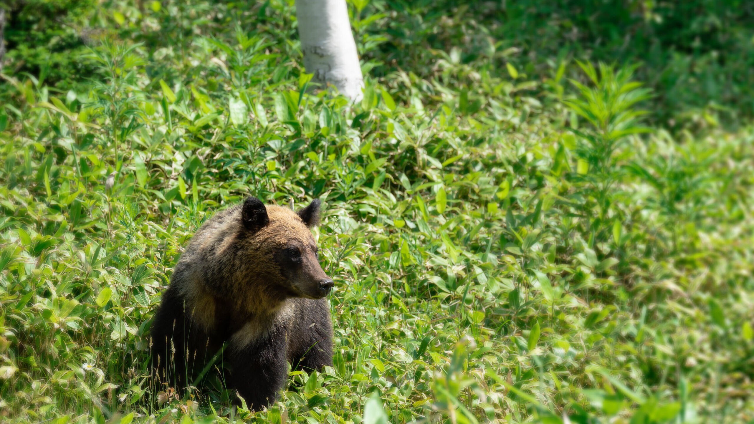 知床のエゾヒグマ
