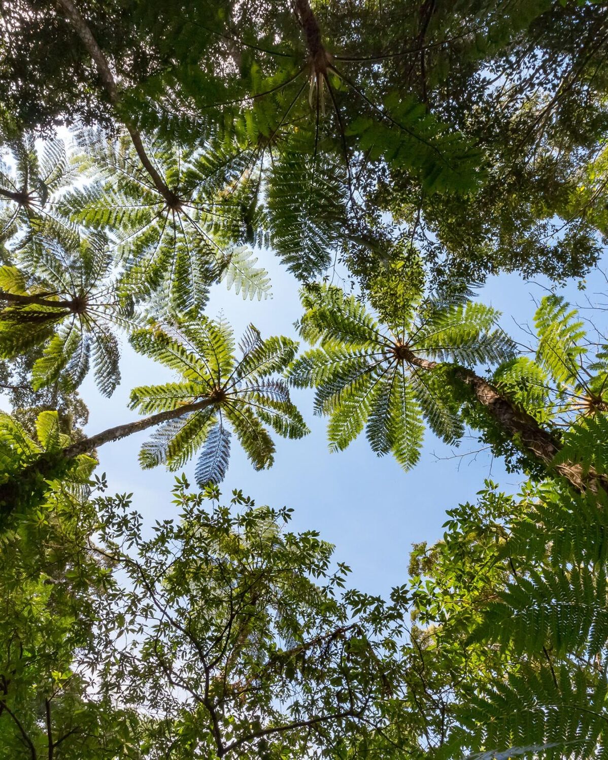 奄美群島国立公園
