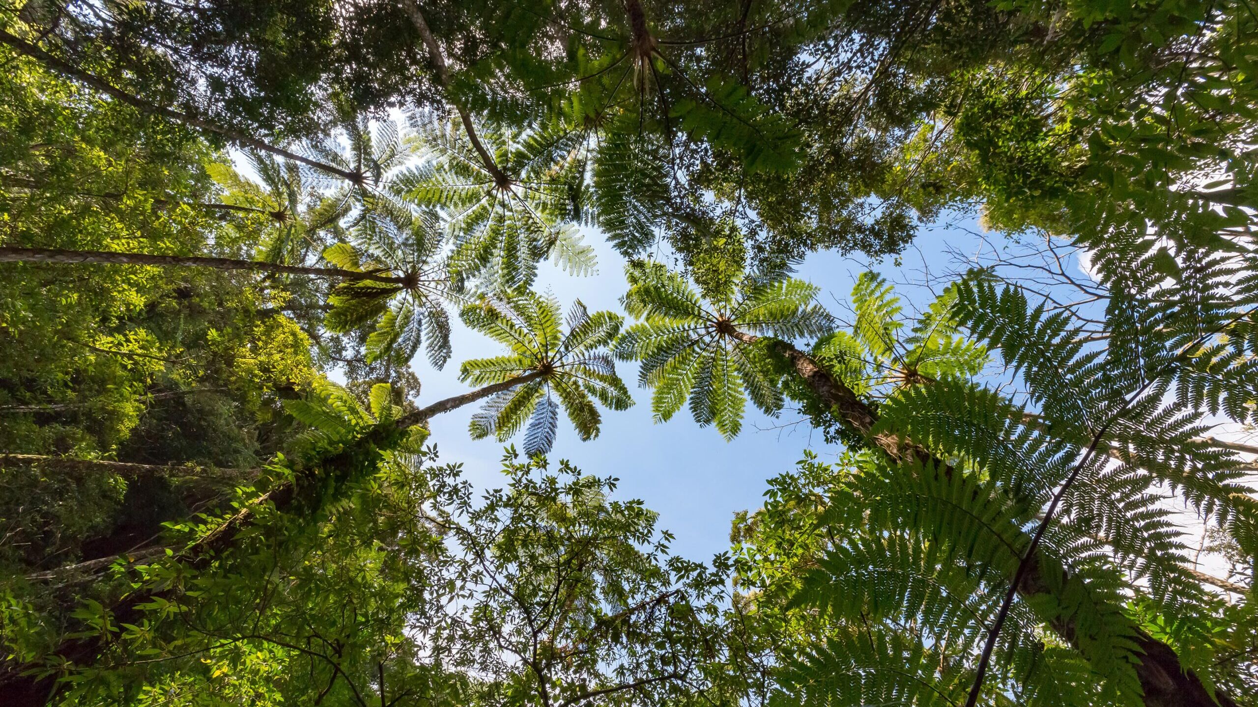 奄美群島国立公園