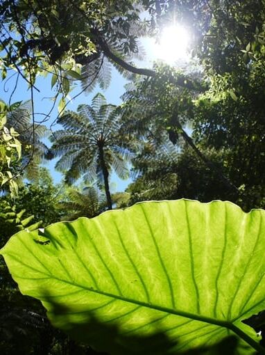 日本エコツーリズム協会推奨！珍しい生き物を観察しに行こう