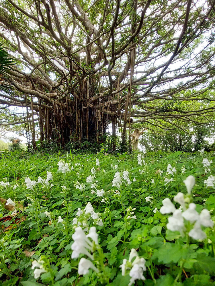 喜界島認定エコツアーガイド 外内（とのち）さんと行く！ 喜界島段丘と集落を楽しむE-バイクツアー