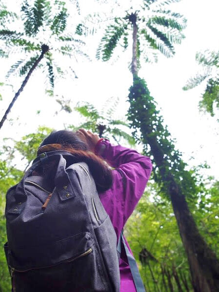 大自然の生命のエネルギッシュなパワーを感じよう 世界自然遺産 金作原原生林散策 半日ツアー