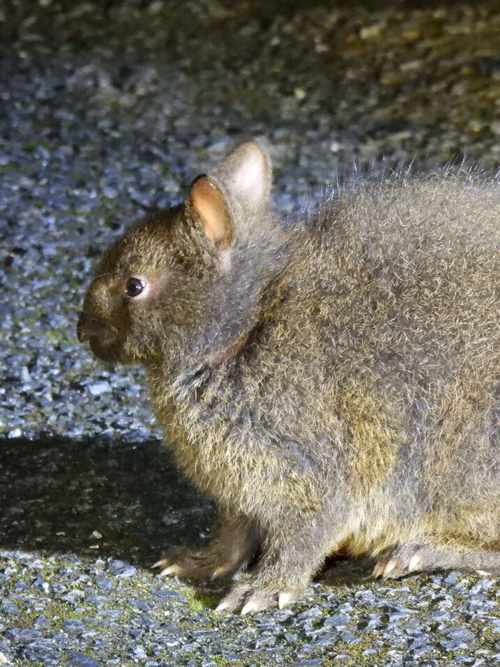 奄美群島認定エコツアーガイド常さんと行く！ 生物多様性豊かな徳之島の森を探検ナイトツアー