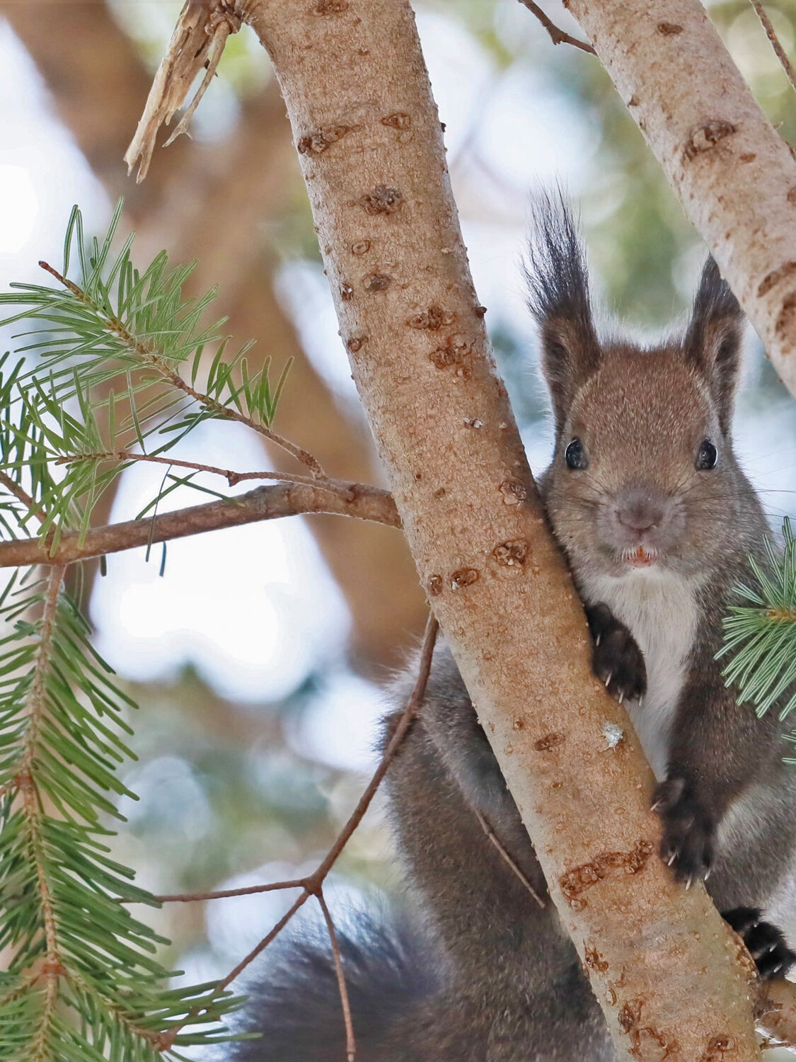 原生林エリアけもの道を散策し断崖絶壁を目指す！ 知床トレッキングツアー