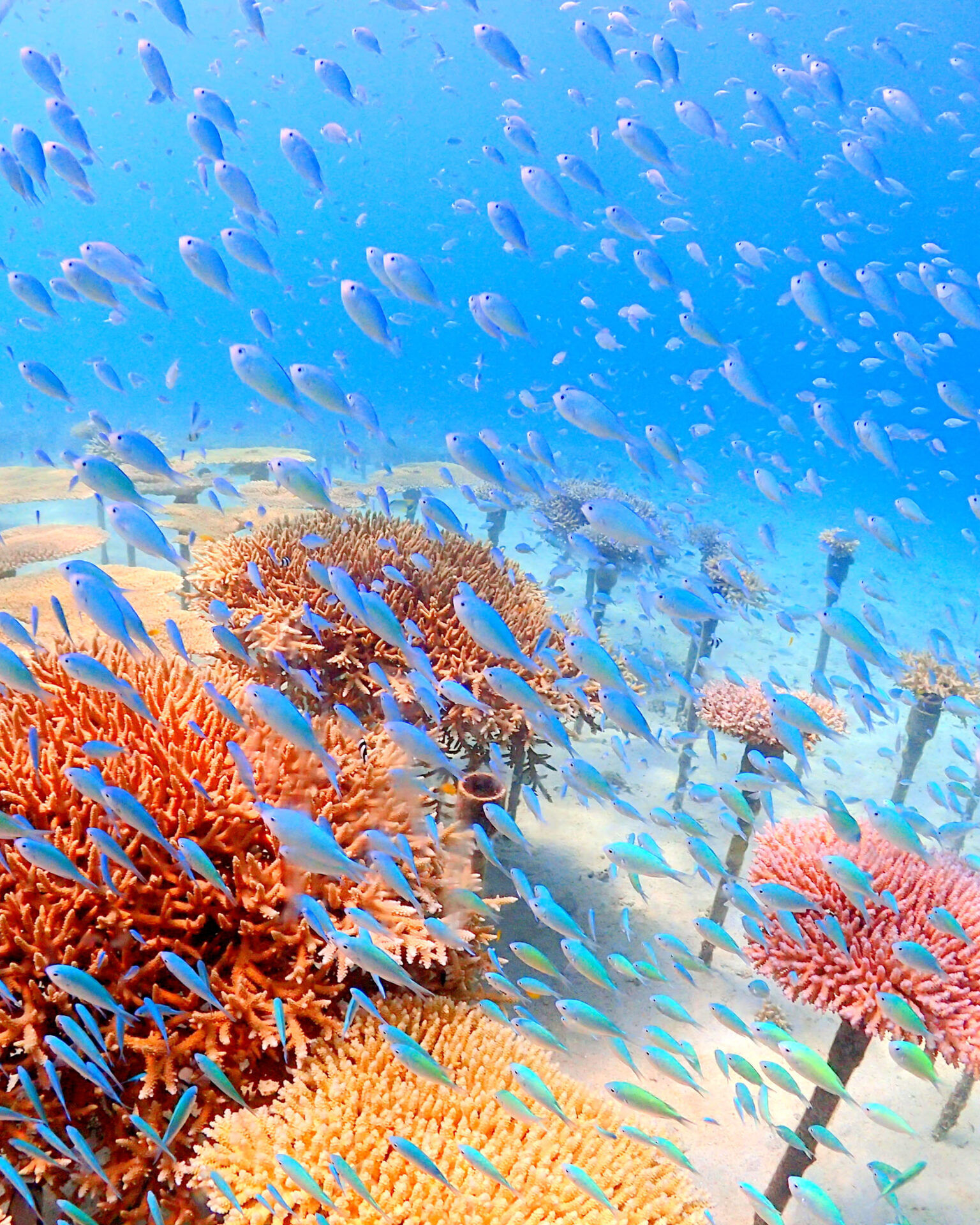 沖縄海岸国定公園 恩納村の自然と歴史・地域文化体験