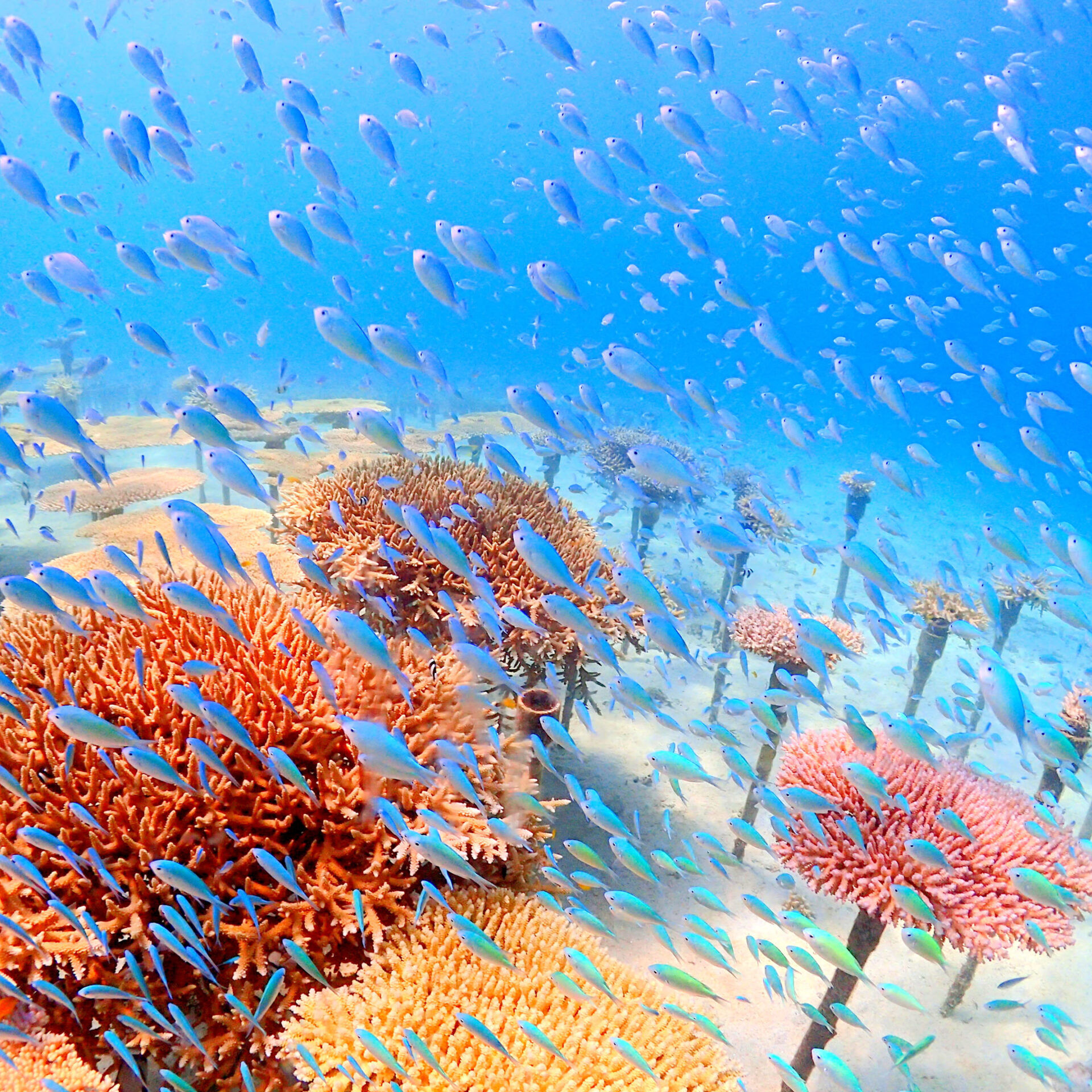 沖縄海岸国定公園 恩納村の自然と歴史・地域文化体験