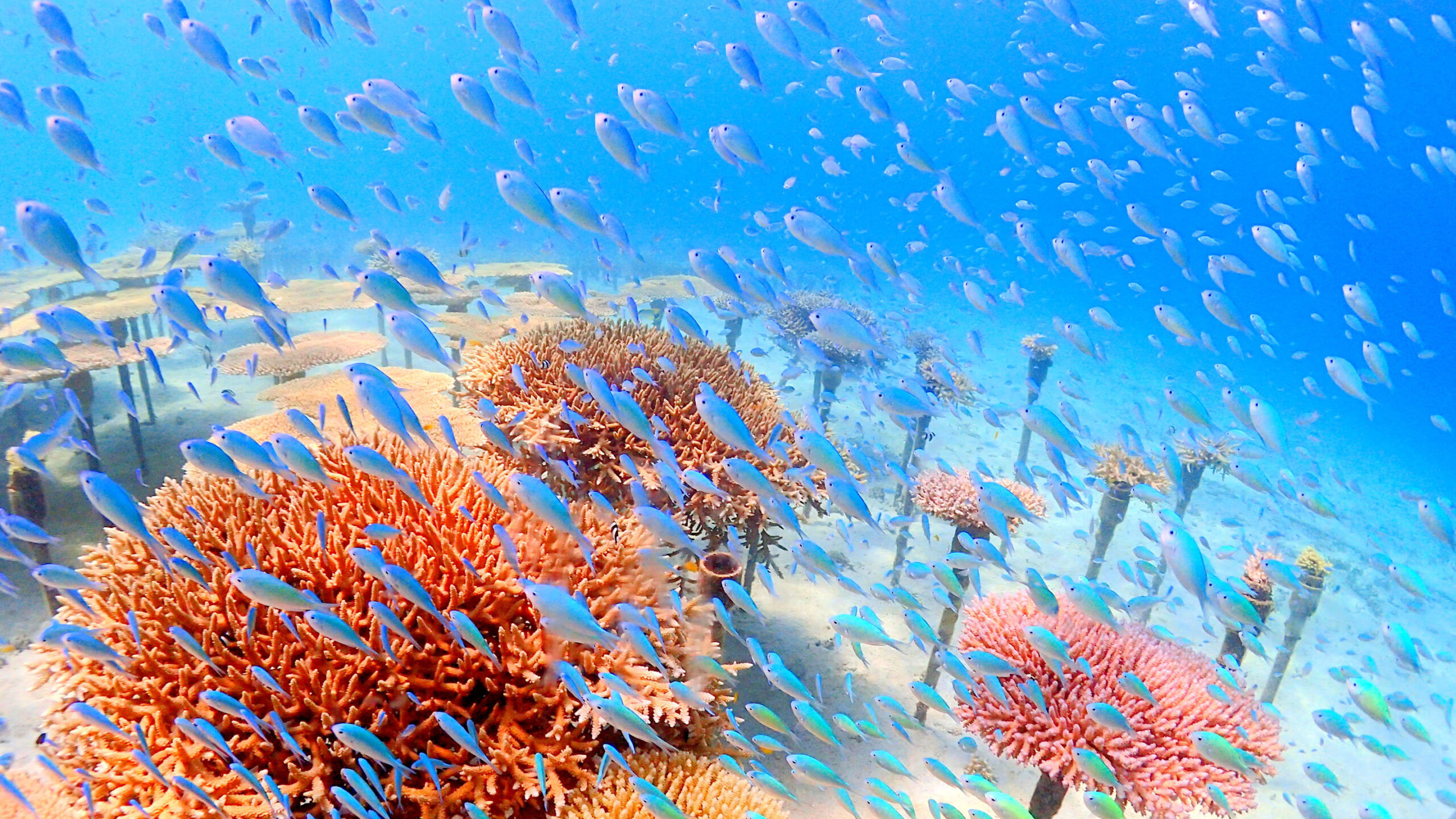 沖縄海岸国定公園 恩納村の自然と歴史・地域文化体験