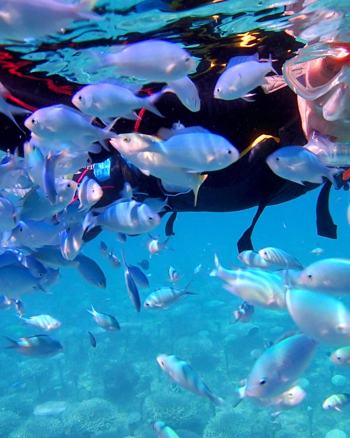 沖縄海岸国定公園 恩納村の自然と歴史・地域文化体験