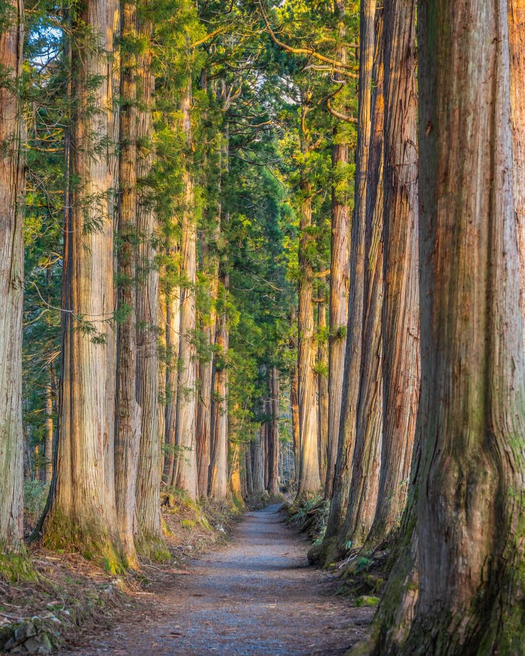 妙高戸隠連山国立公園　保全活動ツアー