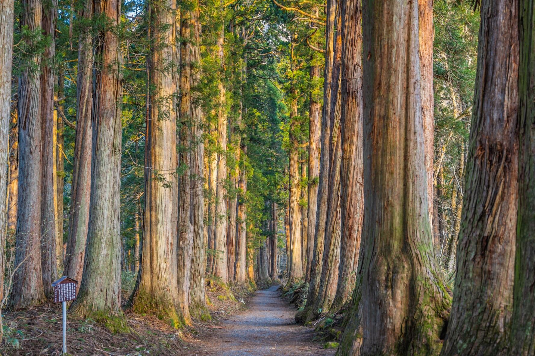 妙高戸隠連山国立公園　保全活動ツアー