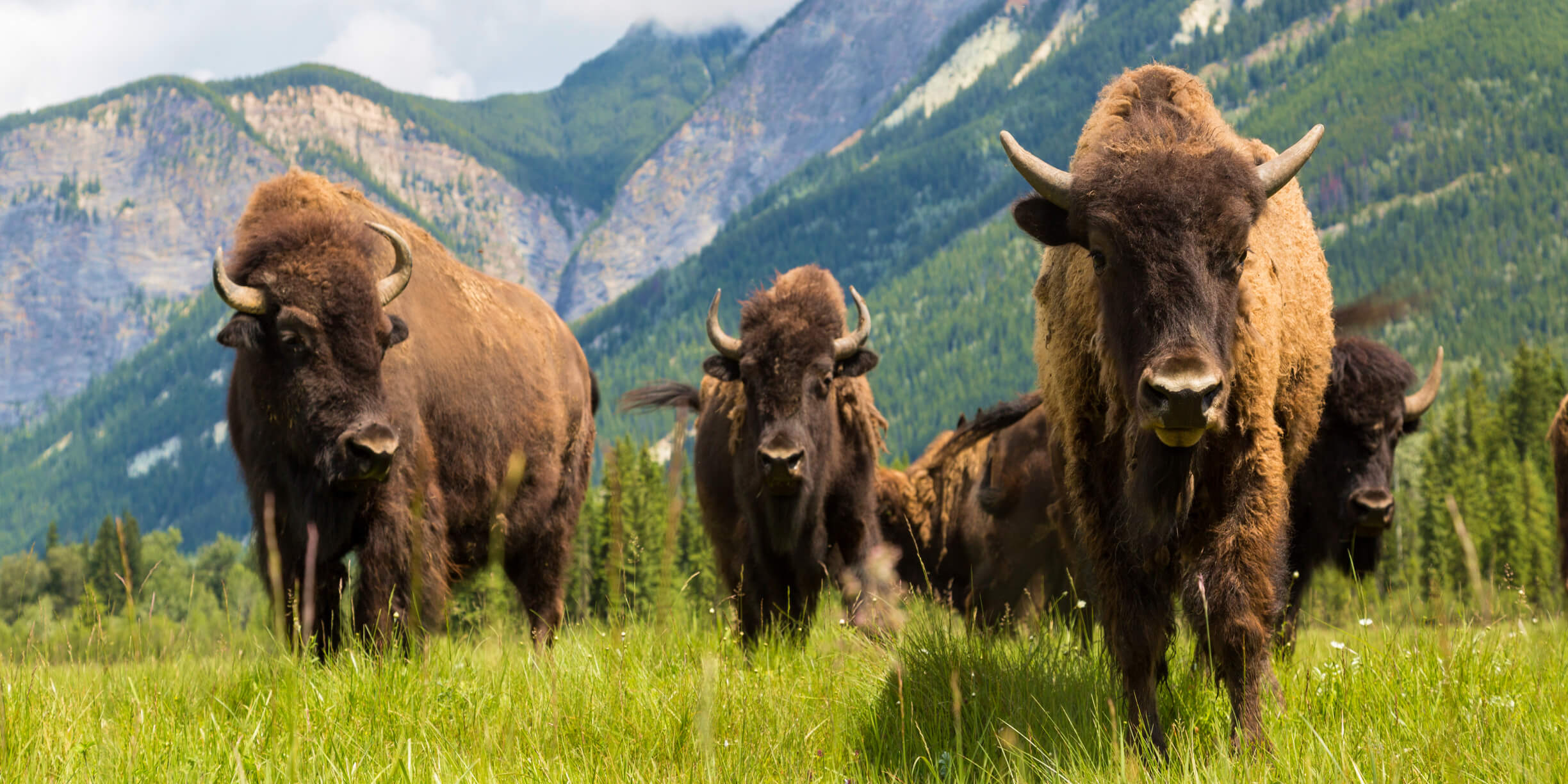 ウッド・バッファロー国立公園