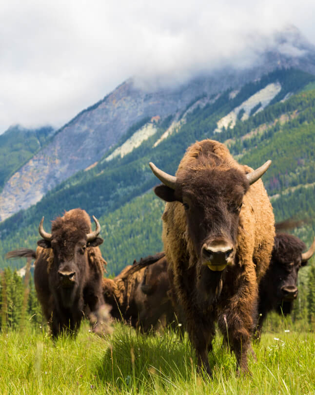 ウッド・バッファロー国立公園