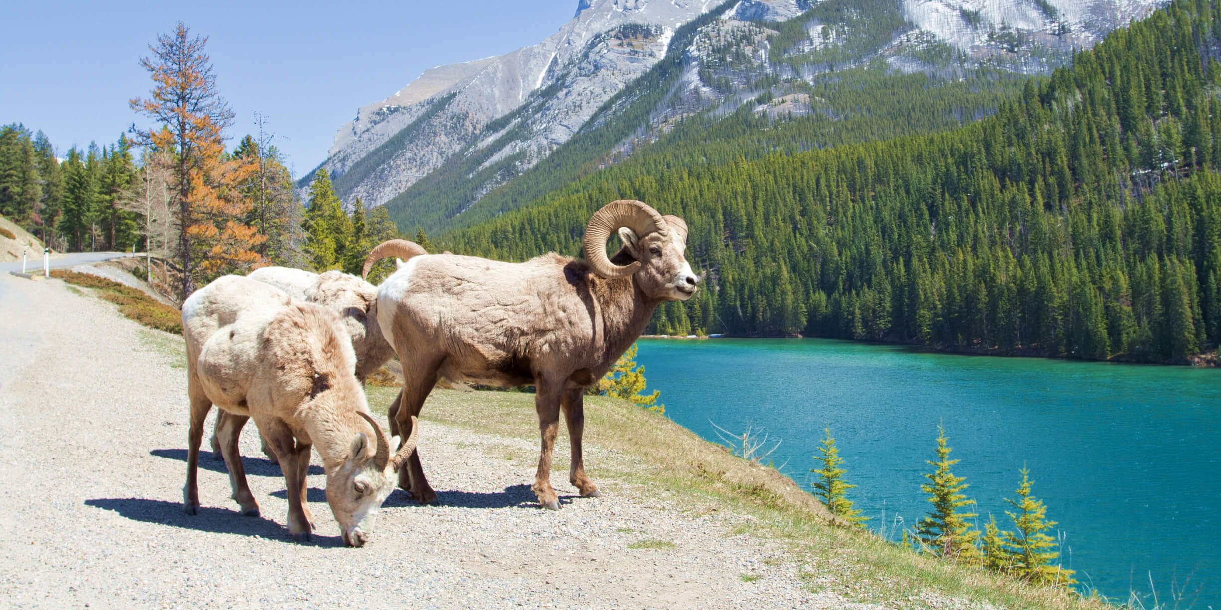 バンフ国立公園