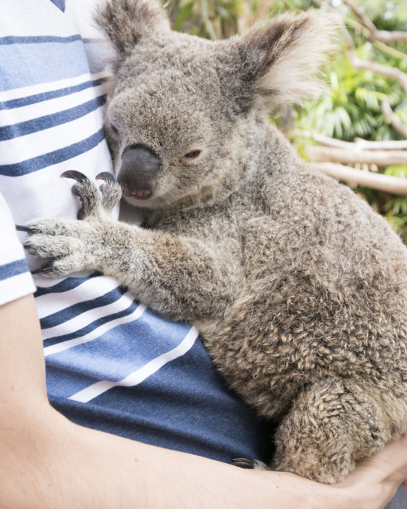 ケアンズ・コアラズ&クリーチャーズ