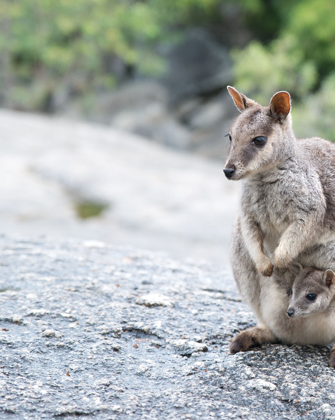 大自然体験&アサートン高原グルメ日帰りツアー