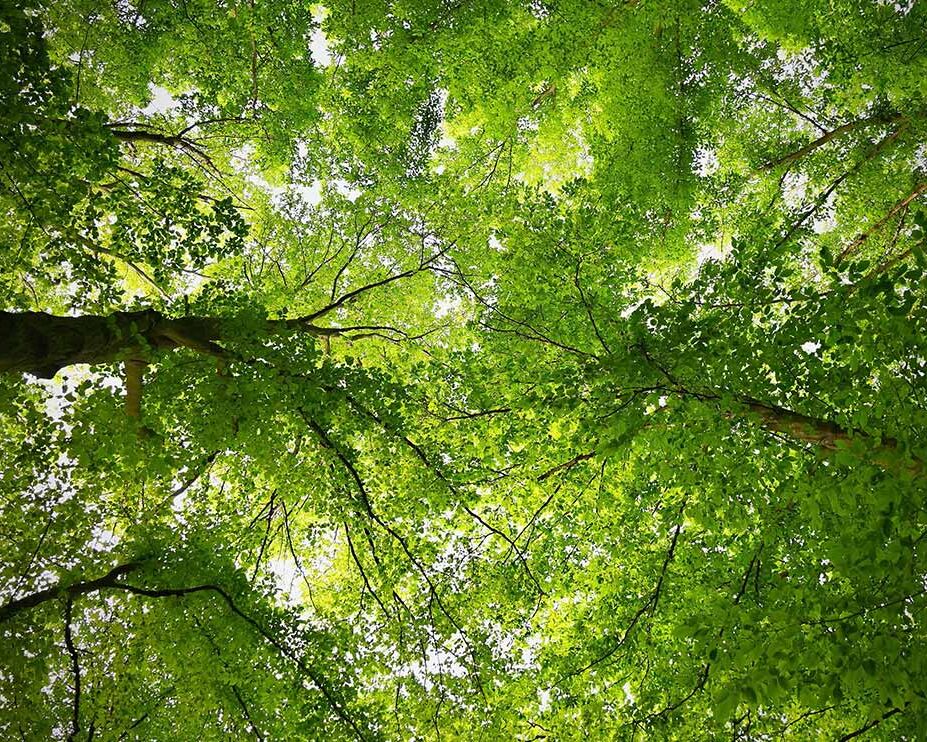 静かな森の中へ